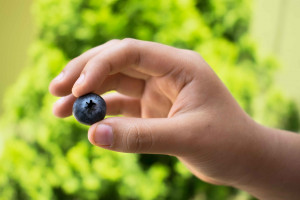 Mniejsze zbiory większości jagodowych w 2023 r. Jednego owocu zbierzemy więcej