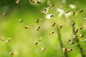 Dzikie pszczoły coraz mniejsze, bo klimat się ociepla