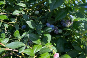 Półmetek zbiorów. Plantatorzy sprzedają borówki na granicy opłacalności