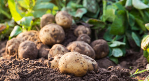 Produkcja ziemniaków jest opłacalna. "Epoka taniego ziemniaka dobiegła końca"