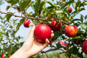 Zbiory jabłek w Mołdawii będą większe. Są nadzieje na wzrost eksportu