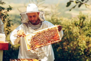 ARiMR: więcej czasu na składanie wniosków o płatności dla pszczelarzy