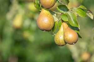 Włochy tracą pozycję lidera w produkcji gruszek