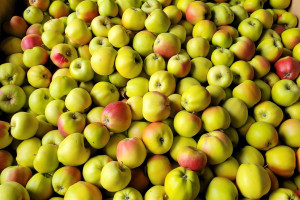Mało jabłek w polskich chłodniach. To najmniejsze zapasy od lat