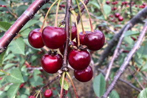 Wiśnie 2023: Produkcja wiśni do mrożenia będzie się zmniejszać?