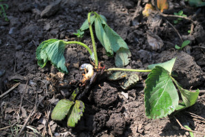 Szkodniki glebowe utrapieniem plantatorów. Zwalczaj je w tym terminie