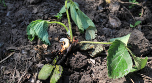 Szkodniki glebowe utrapieniem plantatorów. Zwalczaj je w tym terminie
