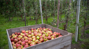 Nawet milion ton jabłek mniej. Spadek plonu to efekt kilku czynników