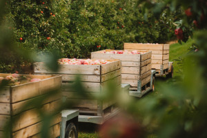 Skąd duże różnice w areale sadów jabłoniowych? Policzmy jabłka wspólnie!