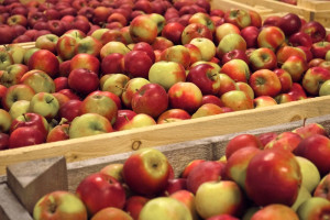 Zbiory jabłek w Rosji będą mniejsze