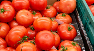Szok cenowy. Pomidory podrożały o 400 procent!