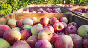 Maliszewski: Zbierzemy nie 4, a 3 mln ton jabłek w tym sezonie