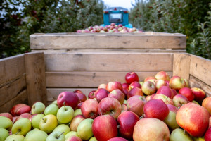 3 czynniki wpłynęły na niższe zbiory jabłek. Inwestycja w jakość się opłaci?