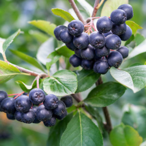 To już się dzieje. Wielu producentów likwiduje plantacje