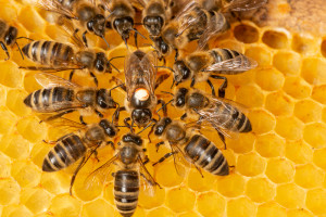 Populacje pszczół zagrożone falami upałów nie mniej niż ludzie