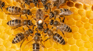Populacje pszczół zagrożone falami upałów nie mniej niż ludzie