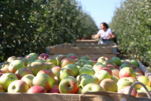 Czy będziemy mieli pracowników do zbioru jabłek w tym sezonie?