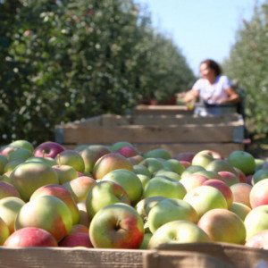 Czy będziemy mieli pracowników do zbioru jabłek w tym sezonie?