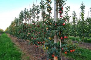 Niemcy zbiorą mniej jabłek w tym sezonie