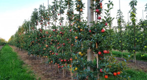 Niemcy zbiorą mniej jabłek w tym sezonie