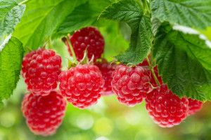 Ukraina: Zbiór malin nieopłacalny. Część plantatorów zawiesiło zbiory