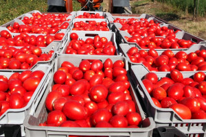 Ceny pomidorów gruntowych do przetwórstwa