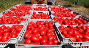 Ceny pomidorów gruntowych do przetwórstwa