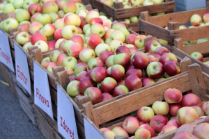 Na jakie jabłka stawiają sadownicy? Czyli najpopularniejsze odmiany