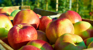 Jak zarobić w tym sezonie na sprzedaży jabłek?