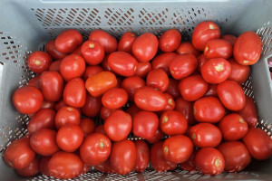 Najlepszy czas na przetwory z pomidorów. Koniecznie dodaj ten składnik