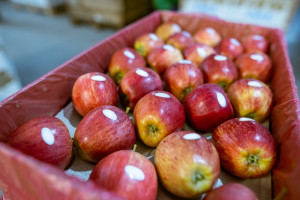 Egipt traci status czołowego importera jabłek z UE