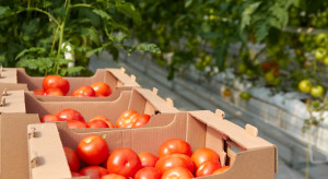 Produkcja pomidorów szklarniowych w 2023. Zyski nie będą duże