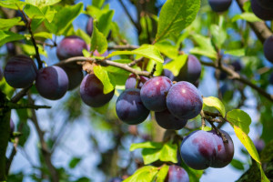 Kiedy i jak sadzić śliwy? Pamiętaj o tych zasadach bo plony będą kiepskie
