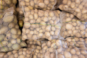 Ceny ziemniaków 2023: Ile trzeba zapłacić za 15 kg worek?