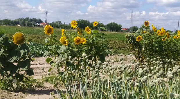 Захисні пояси можна створити з кукурудзи, сорго або садового соняшнику / фото доктора Р. Янаса