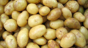Ceny ziemniaków 2023: Gdzie kupić najtaniej?