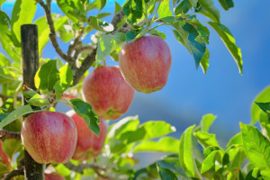 Struktura odmian jabłek w polskich sadach. Ta odmiana jest na czele