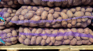 Ziemniaki 2023: Jakie ceny kilograma w hurcie?