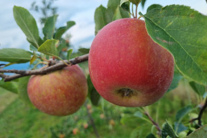 Jabłka z wyrazistym rumieńcem i wysoką kwasowością. Ten obszar produkcji z nich słynie