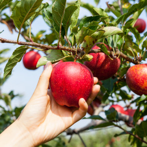 Zbiór jabłek 2023: Jakie stawki dla pracowników?
