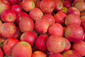 Tegoroczne zbiory jabłek należą do jednej odmiany