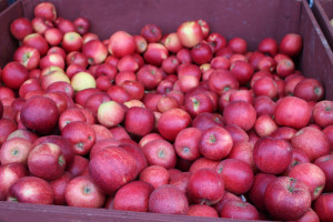 Najwięcej jabłek w sierpniu trafiło na jeden rynek