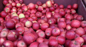 Najwięcej jabłek w sierpniu trafiło na jeden rynek
