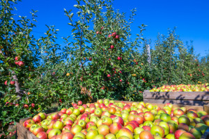 Eksporter: dla jabłek ten sezon będzie lepszy od poprzedniego