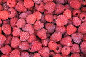Maliny zostaną na krzewach. Plantatorzy rezygnują ze zbioru