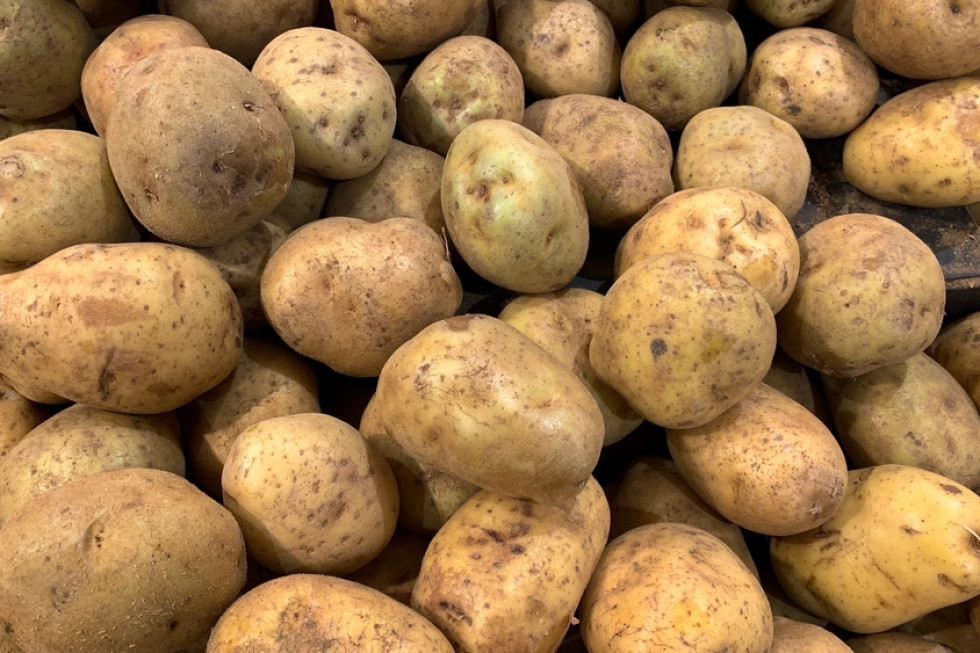 Ziemniaki 2023: Ile kosztują w hurcie i na targowiskach?