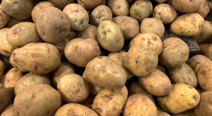 Ziemniaki 2023: Ile kosztują w hurcie i na targowiskach?