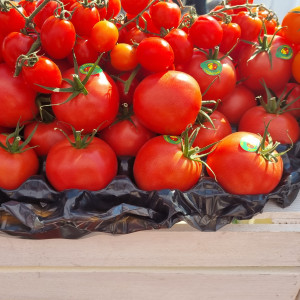 Rekordowo wysokie ceny papryki i pomidorów. Znów będzie drożej?
