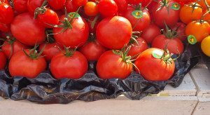 Rekordowo wysokie ceny papryki i pomidorów. Znów będzie drożej?