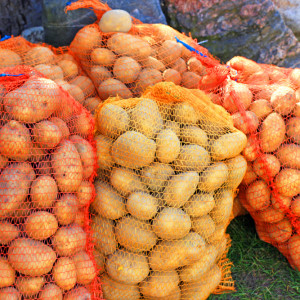 Ceny ziemniaków 2023: Ile kosztują w hurcie i w sieciach handlowych?